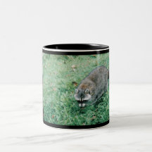 Ramblin' Racoon Mugs