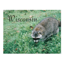 Ramblin' Racoon Post Cards