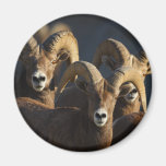 rams magnets