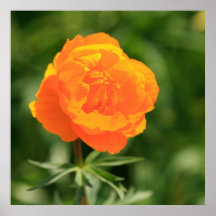 Ranunculus Posters