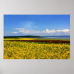 rape field corr posters