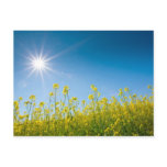 rape field postcards