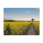 rape seed field oxfordshire postcards