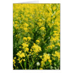 "Rapeseed flower field" Card