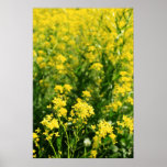 "Rapeseed flower field" large poster posters