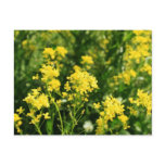 "Rapeseed flower field" postcard