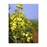 Rapeseed Path postcard