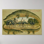 Rare 1905 Florida Alligator print