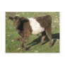 Rare Dun Belted Galloway Calf Post Card