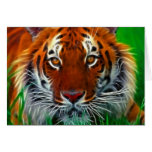 Rare Sumatran Tiger from Indonesia cards
