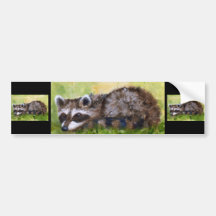 Rascal aceo Racoon Bumper Sticker