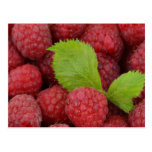 Raspberries Post Card