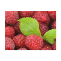 Raspberries Postcard