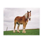 Raspberry Amish Horse Postcards