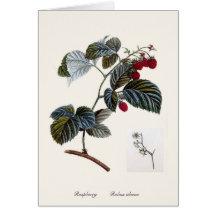 Raspberry Greeting Card
