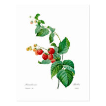 Raspberry Post Card
