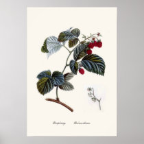 Raspberry Poster