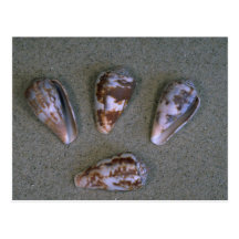 Rat cone (Conus rattus) Shell Postcard