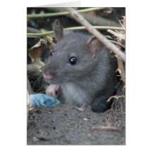 Rat in a hole Greeting Card