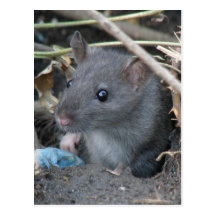 Rat in a hole Postcard