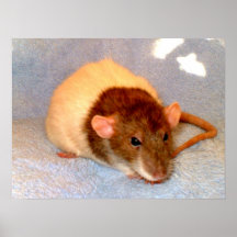 Rat Nap Print
