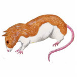Rat sculpture - silver fawn berkshire rat photo sculptures
