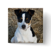 Rat Terrier Pinback Button