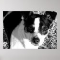 Rat Terrier posters