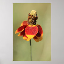 Ratibida Columnifera Wildflower Posters