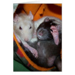 Rats Are Good For Pillows Cards