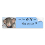 RATS...whats not to love ? Bumper Sticker