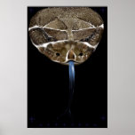 Rattle Snake Head black Poster posters