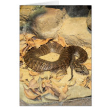 Rattlesnake Card