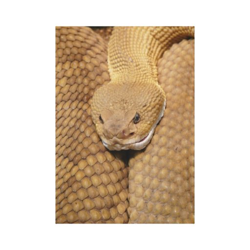 Rattlesnake Head Stretched Canvas Print