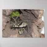Rattlesnake Peeking posters