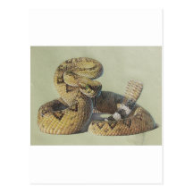 Rattlesnake Post Cards