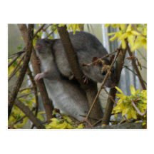 Ratty cuddles Postcard