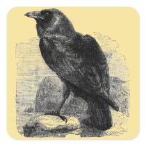 Raven Corvus Square Stickers