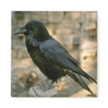 Raven magnet