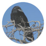 Raven stickers