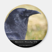 RAVEN STUDY Collection Magnet