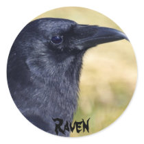 RAVEN STUDY Collection Sticker