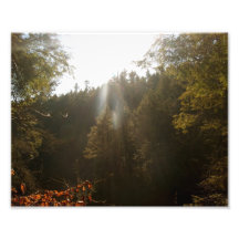 Rays from above 10x8 Photographic Print