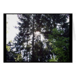Rayshading Firs 2 Card