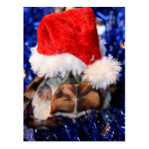 Razorbacked Musk Turtle, Santa Hat over head Post Cards