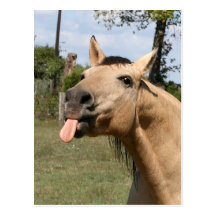 razzberry post card