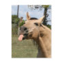 razzberry post card