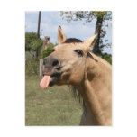 razzberry postcards