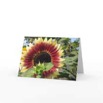 Razzmatazz Sunflower Card