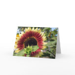Razzmatazz Sunflower cards
